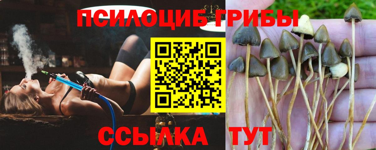 Выборг  где найти   Вход с VPN  Галлюциногенные грибы ЛСД 